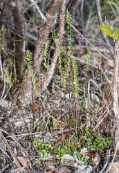 Lindsaea linearis. Plants showing prostrate sterile fronds and erect fertile fronds.
 Image: J.R. Rolfe © Jeremy Rolfe 2016 All rights reserved